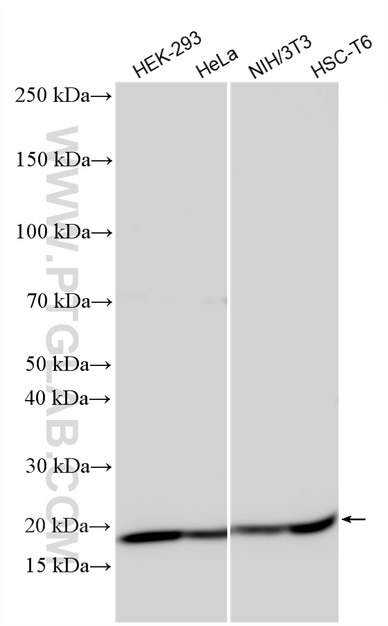 WB analysis using 33612-1-AP