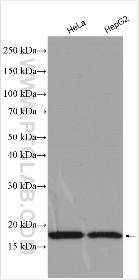 WB analysis using 29200-1-AP