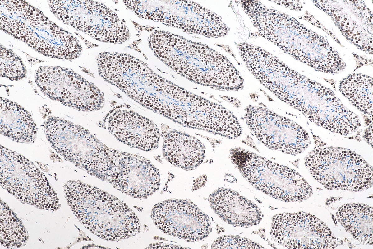 IHC staining of mouse testis using 68345-1-Ig (same clone as 68345-1-PBS)