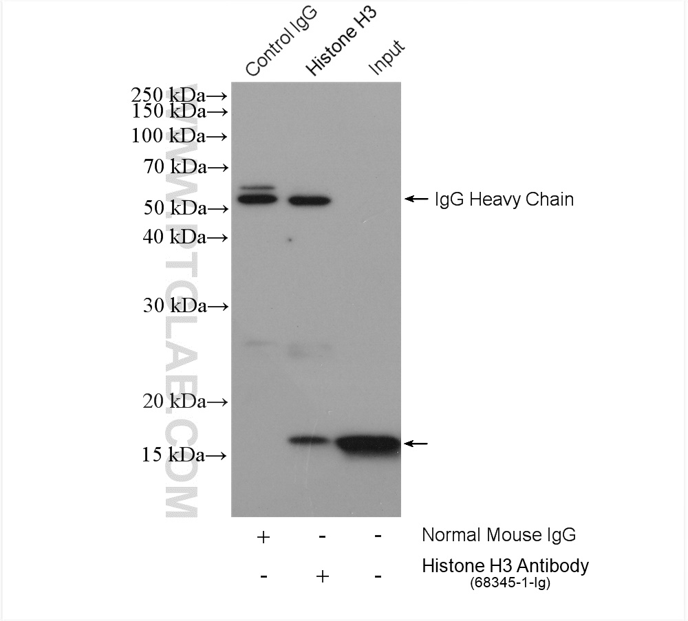 IP experiment of HeLa using 68345-1-Ig