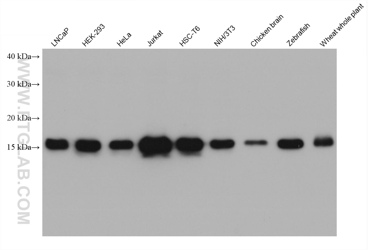 WB analysis using 68345-1-Ig