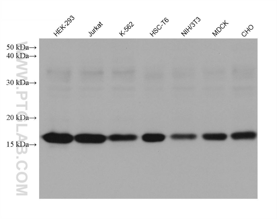 WB analysis using 68345-1-Ig