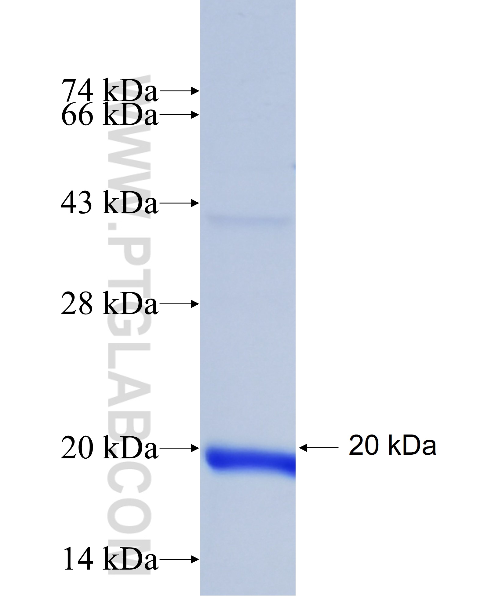 Histone-H3 fusion protein Ag10644 SDS-PAGE