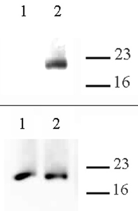Histone H3.cs1 pAb tested by Western blot. Untreated (lane 1) and Cathepsin L-treated (lane 2 and 4) recombinant Histone H3.1 (Cat. No. 31294) were blotted with Histone H3.cs1 pAb (top panel) or Histone H3 (bottom panel). Only the Cathepsin L-cleaved histone H3 is detected with the H3.cs1 antibody