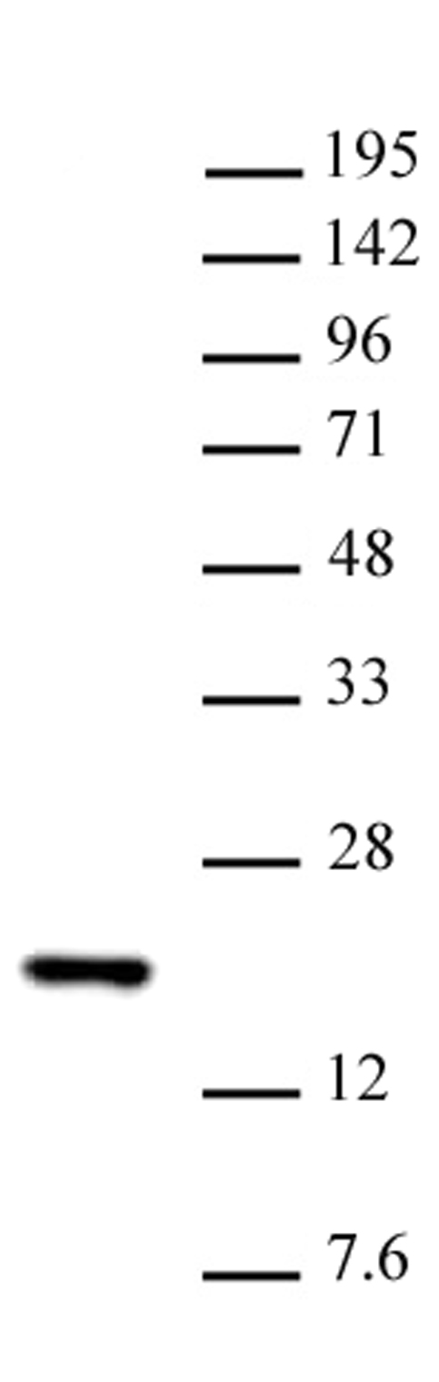 Histone H3K14me1 antibody (pAb) tested by Western blot. Nuclear extract of HeLa cells (20 ug) probed with H3K14me1 antibody at a 1:500 dilution.