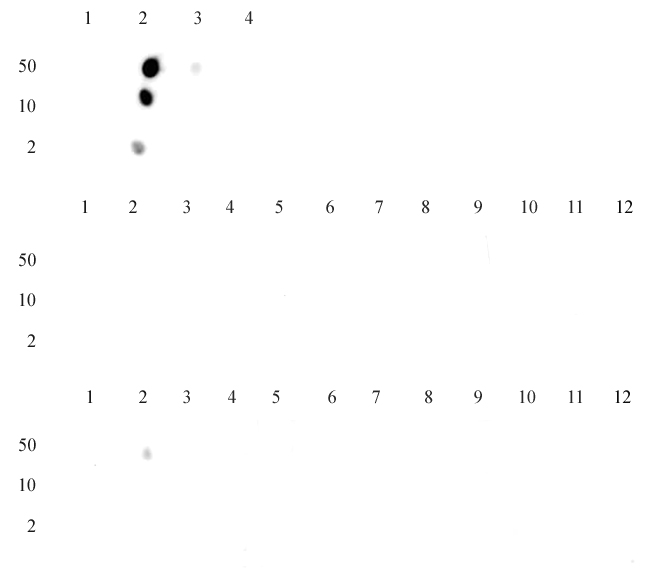 Specificity Data: Dot blot analysis was used to confirm the specificity of Histone H3K14me1 antibody (pAb) for monomethyl-lysine 14 of histone H3. Peptides corresponding to regions around major sites of histone H3 methylation were spotted onto PVDF and probed with the antibody at a dilution of 1:30,000. The amount of peptide (in picomoles) spotted is indicated next to each row.Top panel - Lane 1: unmodified Lys14. Lane 2: monomethyl Lys14. Lane 3: dimethyl Lys14. Lane 4: trimethyl Lys14. Middle panel - Lane 1: unmodified Lys4. Lane 2: monomethyl Lys4. Lane 3: dimethyl Lys4. Lane 4: trimethyl Lys4. Lane 5: unmodified Lys9. Lane 6: monomethyl Lys9. Lane 7: dimethyl Lys9. Lane 8: trimethyl Lys9. Lane 9: unmodified Lys79. Lane 10: monomethyl Lys79. Lane 11: dimethyl Lys79. Lane 12: trimethyl Lys79. Bottom panel - Lane 1: Unmodified Lys23. Lane 2: Monomethyl Lys23. Lane 3: Dimethyl Lys23. Lane 4: Trimethyl Lys23. Lane 5: unmodified Lys27. Lane 6: monomethyl Lys27. Lane 7: dimethyl Lys27. Lane 8: trimethyl Lys27. Lane 9: unmodified Lys36. Lane 10: monomethyl Lys36. Lane 11: dimethyl Lys36. Lane 12: trimethyl Lys36.