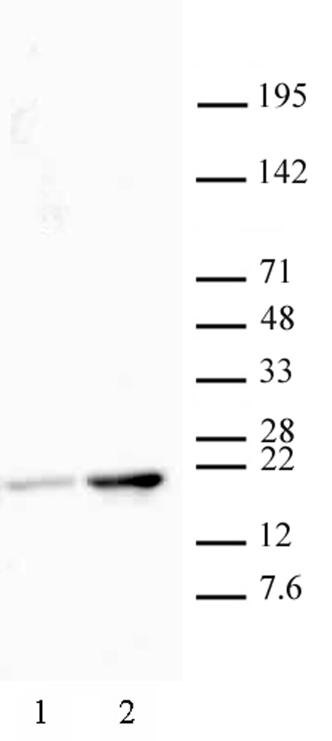 Histone H3 acetyl Lys18 pAb tested by Western blot. HeLa nuclear extract (20 ug per lane) probed with Histone H3 acetyl Lys18 pAb (1:2,000 dilution). Lane 1: Untreated cells. Lane 2: Cells treated with sodium butyrate.