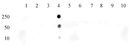 Histone H3 acetyl Lys18 pAb tested by dot blot analysis. Dot blot analysis was used to confirm the specificity of Histone H3 acetyl Lys18 pAb for acetyl Lys18 histone H3. Acetylated peptides corresponding to the immunogen and related peptides were spotted onto PVDF and probed with the antibody at a dilution of 1:500. The amount of peptide (picomoles) spotted is indicated next to each row. Lane 1: acetyl-Lys4 peptide. Lane 2: acetyl-Lys9 peptide. Lane 3: acetyl-Lys14 peptide. Lane 4: acetyl-Lys18 peptide. Lane 5: acetyl-Lys23 peptide. Lane 6: acetyl-Lys27 peptide. Lane 7: acetyl-Lys36 peptide. Lane 8: acetyl-Lys37 peptide. Lane 9: acetyl-Lys64 peptide. Lane 10: acetyl-Lys79 peptide.