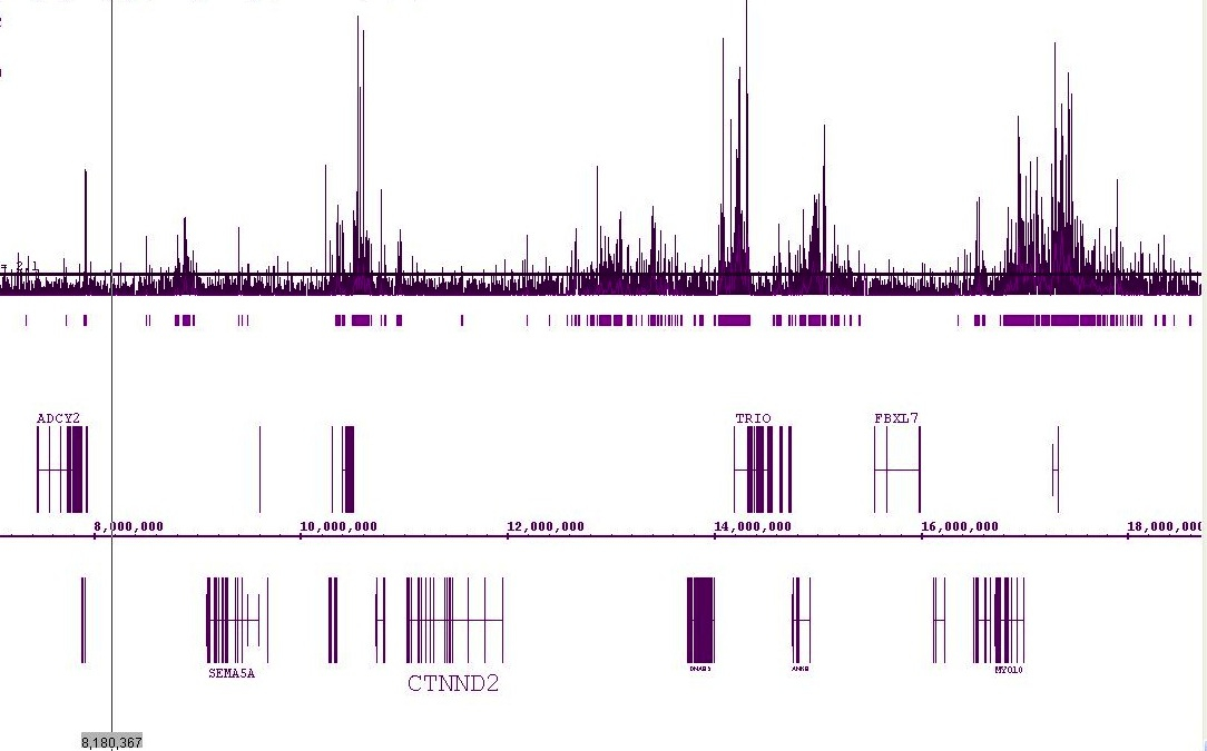 Histone H3 acetyl Lys18 antibody tested by ChIP-chip. ChIP was performed using the ChIP-IT High Sensitivity Kit (Cat. No. 53040) with chromatin from 2 million Hela cells. ChIP DNA was amplified by WGA, labeled and hybridized to a human tiling array. The image shows a 12 million bp view on chromosome 5 with long stretches of H3K18Ac enrichment