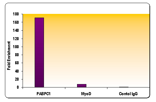Histone H3 acetyl Lys18 antibody tested by ChIP. Chromatin IP performed using the ChIP-IT Express Kit (Catalog No. 53008) and HeLa Chromatin (1.5 x 106 cell equivalents per ChIP) using 10 ug of Histone H3 acetyl Lys18 antibody or the equivalent amount of rabbit IgG as a negative control. Real time, quantitative PCR (RT-qPCR) was performed on DNA purified from each of the ChIP reactions using a primer pair specific for the indicated gene. Data are presented as Fold Enrichment of the ChIP antibody signal versus the negative control IgG using the ddCT method.