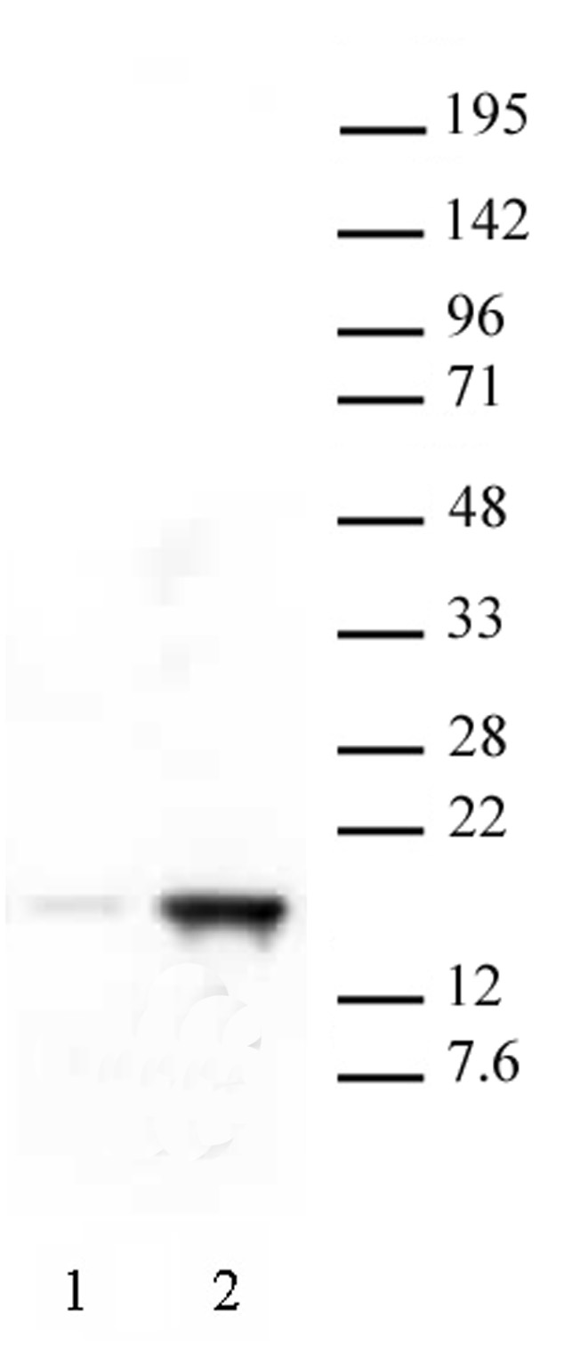 .Histone H3 acetyl Lys18 antibody tested by Western blot. HeLa cell extract (20 ug per lane) probed with Histone H3 acetyl Lys18 antibody (0.5 ug/ml). Lane 1: Untreated cells. Lane 2: Cells treated with Sodium Butyrate..