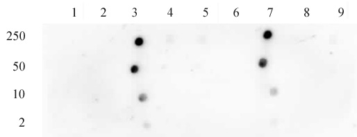 Histone H3 acetyl Lys18 antibody tested by dot blot analysis. Dot blot analysis was used to confirm the specificity of Histone H3 acetyl Lys18 antibody for acetyl Lys18 histone H3. Acetylated peptides corresponding to the immunogen and related peptides were spotted onto PVDF and probed with the antibody at a dilution of 0.1 ug/ml. The amount of peptide (picomoles) spotted is indicated next to each row. Lane 1: acetyl-Lys4 peptide. Lane 2: unmodified Lys4 peptide. Lane 3: acetyl-Lys18 peptide. Lane 4: unmodified Lys18 peptide. Lane 5: acetyl-Lys9 peptide. Lane 6: acetyl-Lys14 peptide. Lane 7: acetyl-Lys18 peptide 2. Lane 8: acetyl-Lys23 peptide. Lane 9: acetyl-Lys27 peptide.