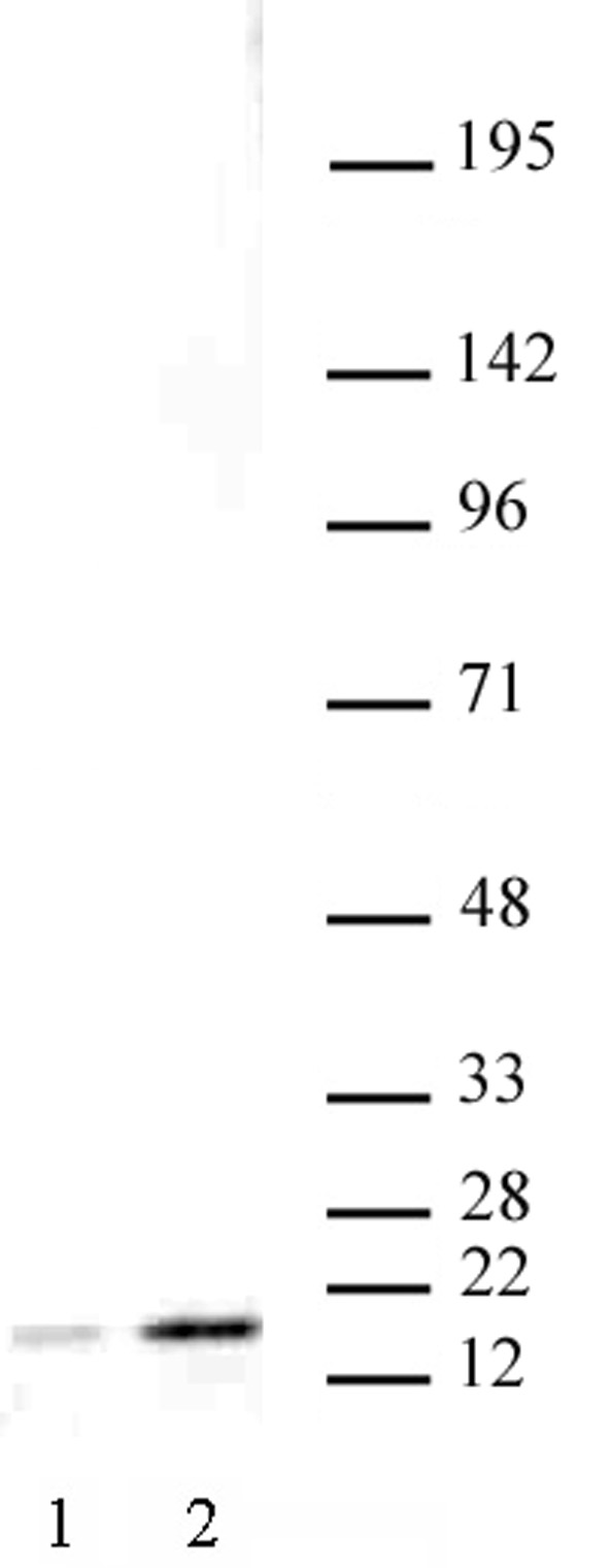 Histone H3 acetyl Lys27 mAb tested by Western blot. HeLa nuclear extract (20 ug per lane) probed with Histone H3 acetyl Lys27 mAb (2 ug/ml dilution). Lane 1: No treatment. Lane 2: cells treated with sodium butyrate.