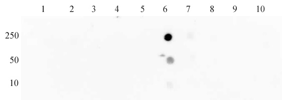 Histone H3 acetyl Lys27 mAb tested by dot blot analysis. Dot blot analysis was used to confirm the specificity of Histone H3 acetyl Lys27 mAb for acetyl-Lys27 histone H3. Acetylated peptides corresponding to the immunogen and related peptides were spotted onto PVDF and probed with the antibody at 0.2 ug/ml. The amount of peptide (picomoles) spotted is indicated next to each row. Lane 1: acetyl-Lys4 peptide. Lane 2: acetyl-Lys9 peptide. Lane 3: acetyl-Lys14 peptide. Lane 4: acetyl-Lys18 peptide. Lane 5: acetyl-Lys23 peptide. Lane 6: acetyl-Lys27 peptide. Lane 7: acetyl-Lys36 peptide. Lane 8: acetyl-Lys37 peptide. Lane 9: acetyl-Lys64 peptide. Lane 10: acetyl-Lys79 peptide.