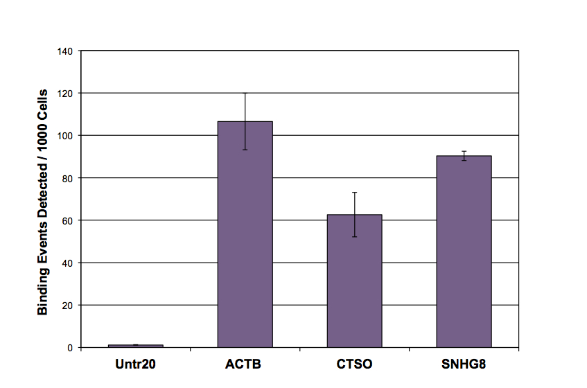 Histone H3 acetyl Lys27 antibody tested by ChIP qPCR analysis. ChIP was performed using the ChIP-IT High Sensitivity Kit (Cat. No. 53040) and HeLa Chromatin (1.5 x 10^6 cell equivalents per ChIP) using 10 ug of Histone H3K27ac pAb or rabbit IgG as a negative control. Real time, quantitative PCR (RT-qPCR) was performed on DNA purified from each of the ChIP reactions using a Human Positive Control Primer Set GAPDH-2 (Cat. No. 71006). Data are presented as Fold Enrichment of the ChIP antibody signal versus the negative control IgG using the ddCT method. Histone H3 acetyl Lys27 antibody tested by ChIP qPCR analysis. ChIP was performed using the ChIP-IT High Sensitivity Kit (Cat. No. 53040) and HeLa Chromatin (1.5 x 10^6 cell equivalents per ChIP) using 10 ug of Histone H3K27ac pAb or rabbit IgG as a negative control. Real time, quantitative PCR (RT-qPCR) was performed on DNA purified from each of the ChIP reactions using a Human Positive Control Primer Set GAPDH-2 (Cat. No. 71006). Data are presented as Fold Enrichment of the ChIP antibody signal versus the negative control IgG using the ddCT method.