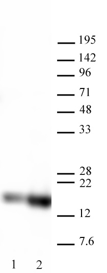 Histone H3K27ac antibody tested by Western blot. 20 ug of HeLa cell nuclear extract was probed with Histone H3K27ac polyclonal antibody at 0.1 ug/ml Lane 1: No treatment. Lane 2: Cells treated with sodium butyrate. Histone H3K27ac antibody tested by Western blot. 20 ug of HeLa cell nuclear extract was probed with Histone H3K27ac polyclonal antibody at 0.1 ug/ml Lane 1: No treatment. Lane 2: Cells treated with sodium butyrate.