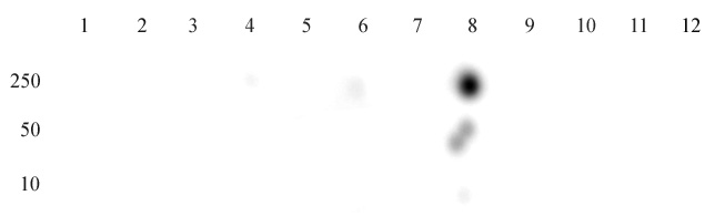 Histone H3K27ac antibody tested by dot blot analysis. Dot blot analysis was used to confirm the specificity of Histone H3K27ac antibody. Acetylated peptides were spotted onto PVDF and probed with antibody at 1 ug/ml. The amount of peptide (picomoles) spotted is indicated on the left. Column 1: H3K37ac. Column 2: H3K36ac. Column 3: H3K9ac. Column 4: H3K14ac. Column 5: H3K18ac. Column 6: H3K23ac. Column 7: unmod H3K27. Column 8: H3K27ac. Column 9: H4K5ac. Column 10: H4K8ac. Column 11: H4K12ac. Column 12: H4K16ac. Histone H3K27ac antibody tested by dot blot analysis. Dot blot analysis was used to confirm the specificity of Histone H3K27ac antibody. Acetylated peptides were spotted onto PVDF and probed with antibody at 1 ug/ml. The amount of peptide (picomoles) spotted is indicated on the left. Column 1: H3K37ac. Column 2: H3K36ac. Column 3: H3K9ac. Column 4: H3K14ac. Column 5: H3K18ac. Column 6: H3K23ac. Column 7: unmod H3K27. Column 8: H3K27ac. Column 9: H4K5ac. Column 10: H4K8ac. Column 11: H4K12ac. Column 12: H4K16ac.