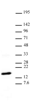 Western blot of Histone H3 trimethyl Lys27 antibody. HeLa nuclear extract (20 ug per lane) probed with Histone H3 trimethyl Lys27 antibody (2 ug/ml dilution).