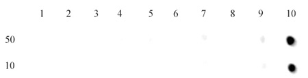 Dot blot of Histone H3 trimethyl Lys27 antibody. Dot blot analysis was used to confirm the specificity of Histone H3 trimethyl Lys27 antibody for trimethyl Lys27 of histone H3. Recombinant methylated histone proteins corresponding to the immunogen and related sequences were spotted onto PVDF and probed with Histone H3 trimethyl Lys27 at 2 ug/ml. The amount of protein (picomoles) spotted is indicated next to each row. Lane 1: unmodified H3 protein. Lane 2: monomethyl Lys4 protein. Lane 3: dimethyl Lys4 protein. Lane 4: trimethyl Lys4 protein. Lane 5: monomethyl Lys9 protein. Lane 6: dimethyl Lys9 protein. Lane 7: trimethyl Lys9 protein. Lane 8: monomethyl Lys27 protein. Lane 9: dimethyl Lys27 protein. Lane 10: trimethyl Lys27 protein.