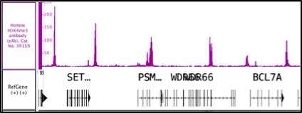 Histone H3K4me3 antibody (pAb) tested by ChIP-Seq. ChIP was performed using the ChIP-IT High Sensitivity Kit (Cat. No. 53040) with 30 ug chromatin from human acute myelocytic leukemia cells and 3 ul of antibody. ChIP DNA was sequenced on the Illumina NextSeq and 12.1 million sequence tags were mapped to identify H3K4me3 binding sites on chromosome 12. Histone H3K4me3 antibody (pAb) tested by ChIP-Seq. ChIP was performed using the ChIP-IT High Sensitivity Kit (Cat. No. 53040) with 30 ug chromatin from human acute myelocytic leukemia cells and 3 ul of antibody. ChIP DNA was sequenced on the Illumina NextSeq and 12.1 million sequence tags were mapped to identify H3K4me3 binding sites on chromosome 12.
