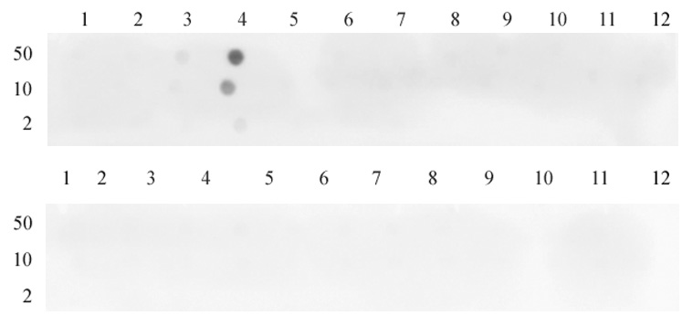 Histone H3K4me3 antibody (pAb) tested by dot blot analysis. Dot blot was used to confirm specificity of Histone H3K4me3 antibody. Peptides corresponding to regions around major sites of histone H3 methylation (lysine 4, lysine 9, lysine 27) were spotted onto PVDF and probed with antibody at a dilution of 1:500. The amount of peptide (in picomoles) spotted is indicated next to each row. Top panel - Lane 1: unmodified H3K4. Lane 2: H3K4me1. Lane 3: H3K4me2. Lane 4: H3K4me3. Lane 5: unmodified H3K9. Lane 6: H3K9me1. Lane 7: H3K9me2. Lane 8: H3K9me3. Lane 9: unmodified H3K79. Lane 10: H3K79me1. Lane 11: H3K79me2. Lane 12: H3K79me3. Bottom panel - Lane 1: unmodified H3K23. Lane 2: H3K23me1. Lane 3: H3K23me3. Lane 4: H3K23me3. Lane 5: unmodified H3K27. Lane 6: H3K27me1. Lane 7: H3K27me2. Lane 8: H3K27me3. Lane 9: unmodified H3K36. Lane 10: H3K36me1. Lane 11: H3K36me2. Lane 12: H3K36me3. Histone H3K4me3 antibody (pAb) tested by dot blot analysis. Dot blot was used to confirm specificity of Histone H3K4me3 antibody. Peptides corresponding to regions around major sites of histone H3 methylation (lysine 4, lysine 9, lysine 27) were spotted onto PVDF and probed with antibody at a dilution of 1:500. The amount of peptide (in picomoles) spotted is indicated next to each row. Top panel - Lane 1: unmodified H3K4. Lane 2: H3K4me1. Lane 3: H3K4me2. Lane 4: H3K4me3. Lane 5: unmodified H3K9. Lane 6: H3K9me1. Lane 7: H3K9me2. Lane 8: H3K9me3. Lane 9: unmodified H3K79. Lane 10: H3K79me1. Lane 11: H3K79me2. Lane 12: H3K79me3. Bottom panel - Lane 1: unmodified H3K23. Lane 2: H3K23me1. Lane 3: H3K23me3. Lane 4: H3K23me3. Lane 5: unmodified H3K27. Lane 6: H3K27me1. Lane 7: H3K27me2. Lane 8: H3K27me3. Lane 9: unmodified H3K36. Lane 10: H3K36me1. Lane 11: H3K36me2. Lane 12: H3K36me3.