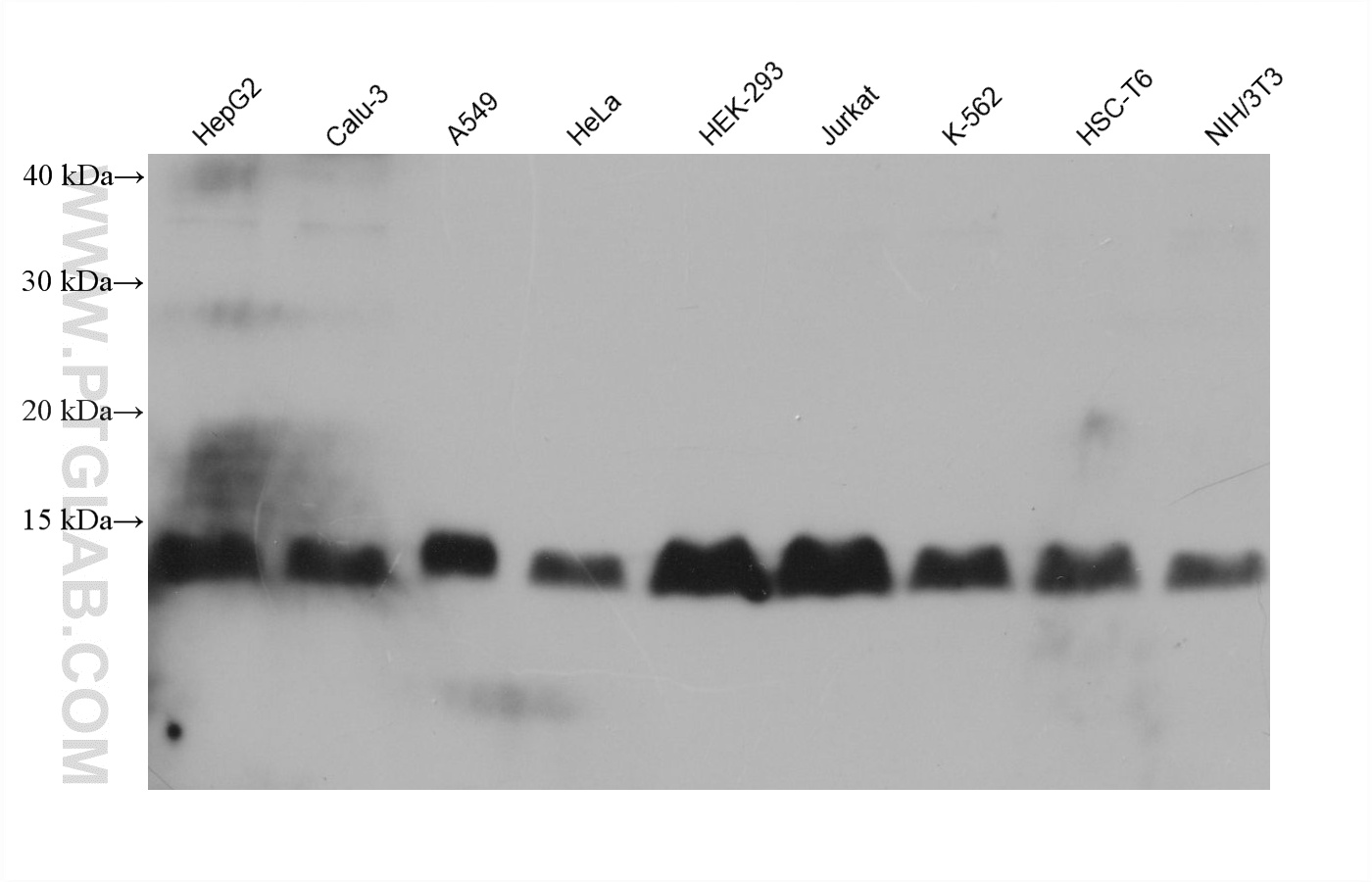 WB analysis using 61026-1-Ig