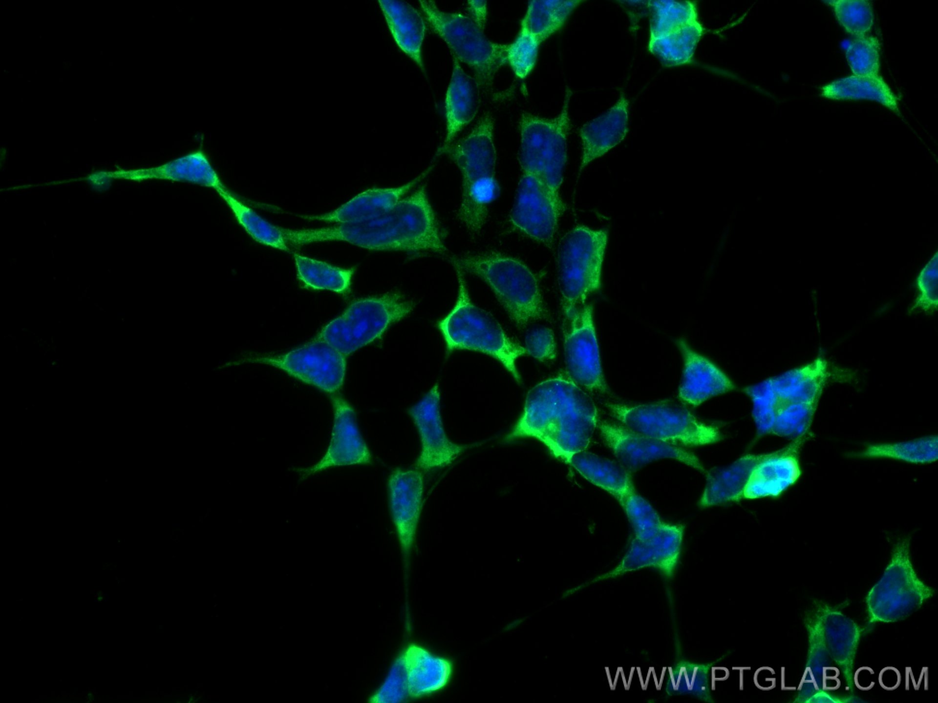 IF Staining of HEK-293 using 66442-1-Ig