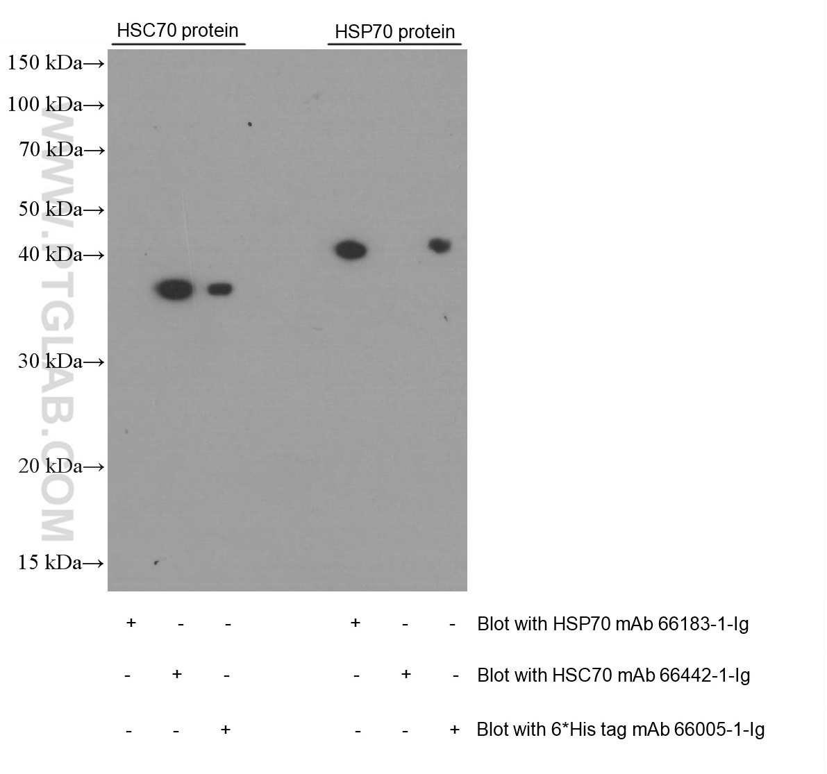 WB analysis of Recombinant protein using 66442-1-Ig