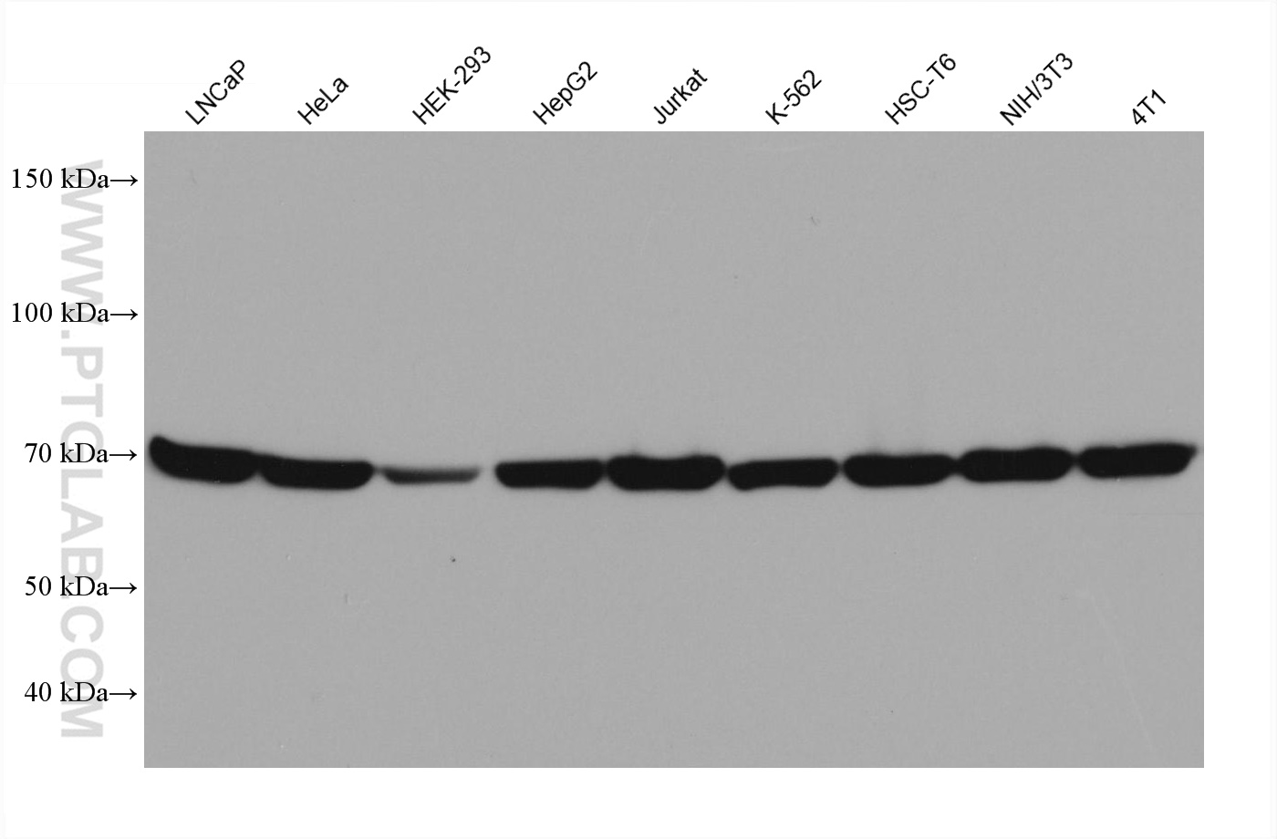 WB analysis using 66442-1-Ig