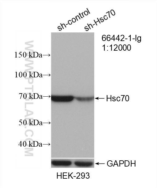 WB analysis of HEK-293 using 66442-1-Ig