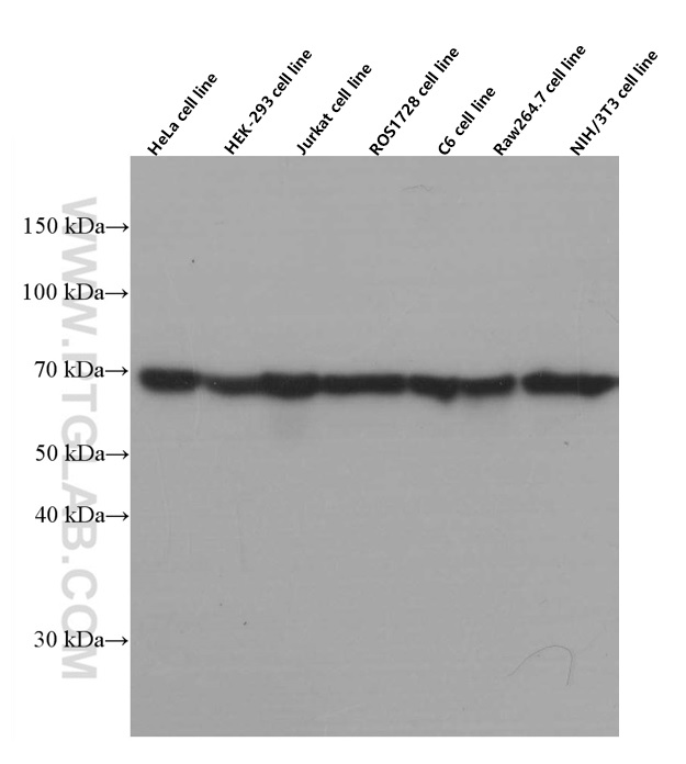 Hsc70 Monoclonal antibody