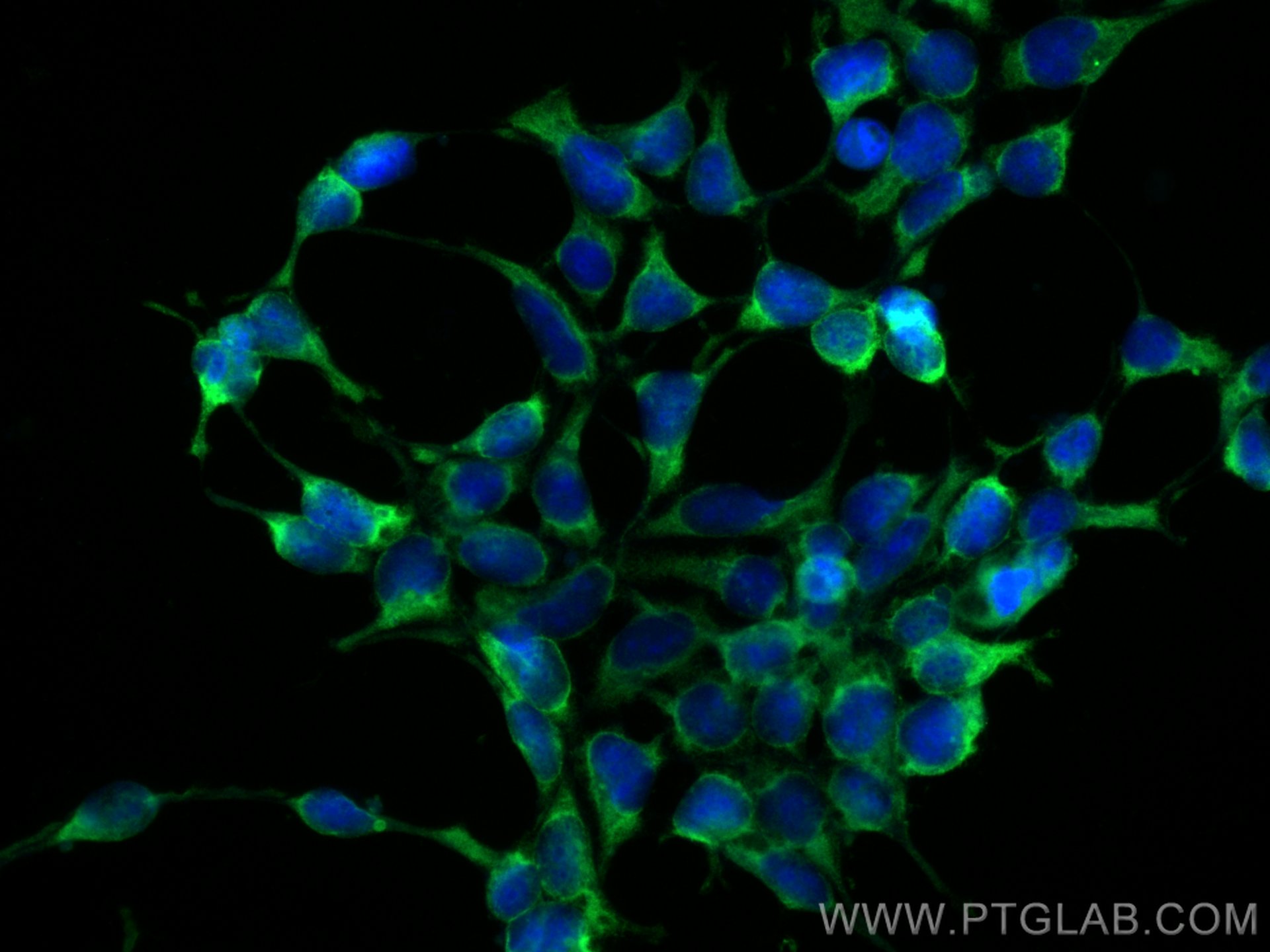 IF Staining of HEK-293 using CL488-66442