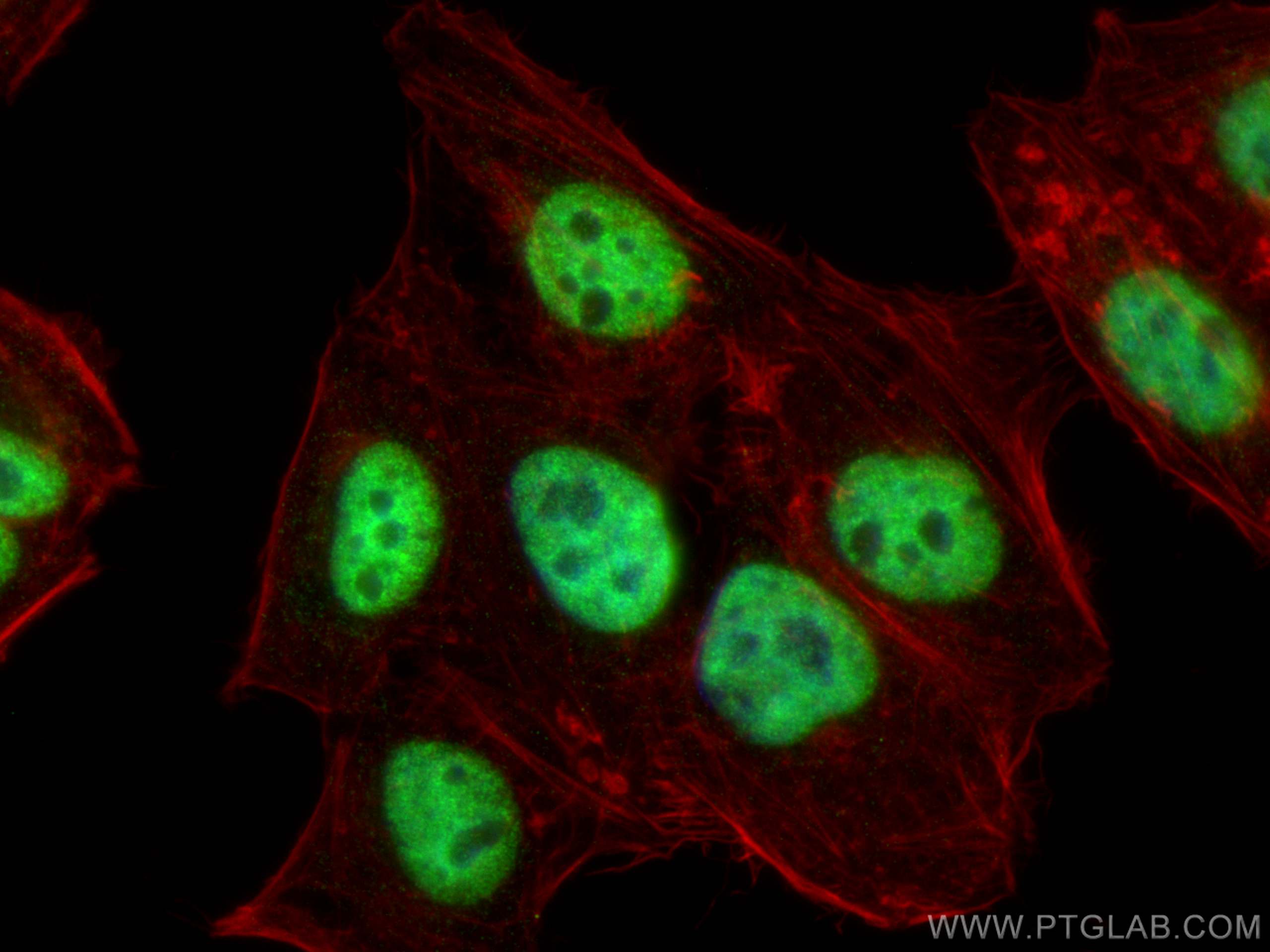 IF Staining of HepG2 using 66549-1-Ig