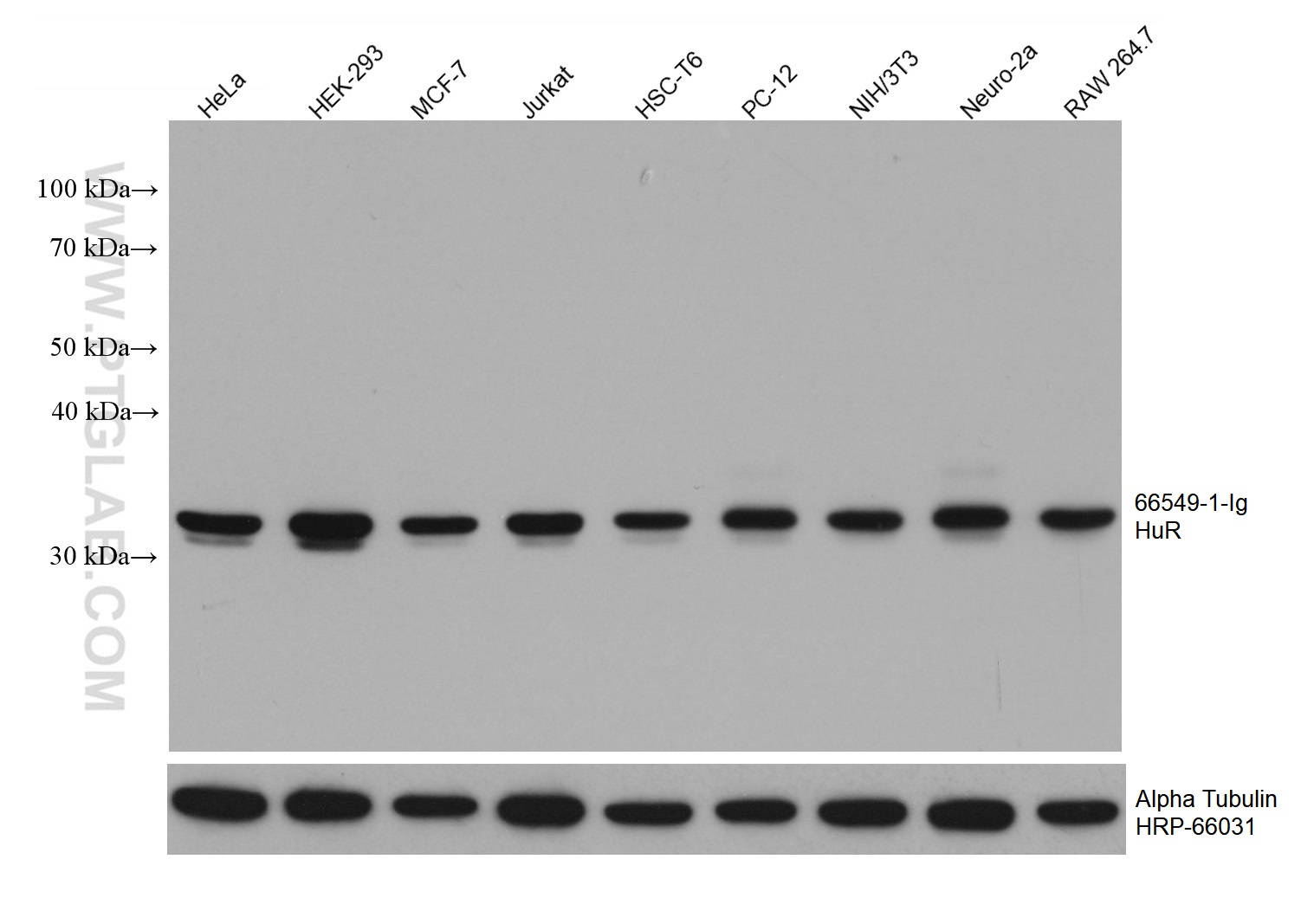 WB analysis using 66549-1-Ig