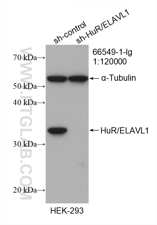 WB analysis of HEK-293 using 66549-1-Ig