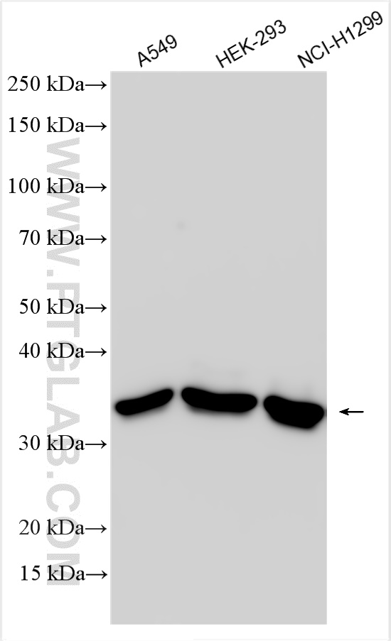 WB analysis using 66549-1-Ig