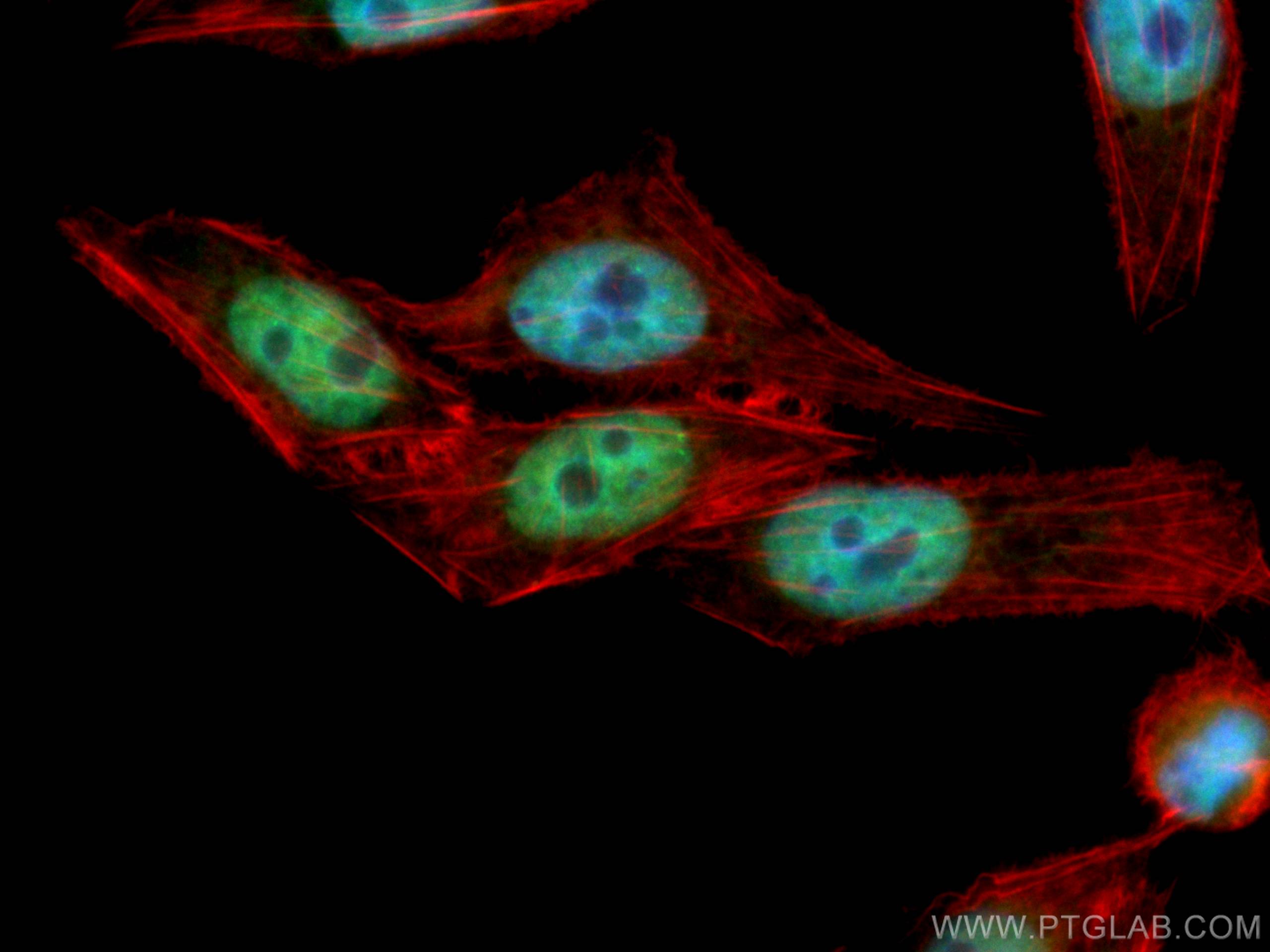 IF Staining of L02 using CL488-66549