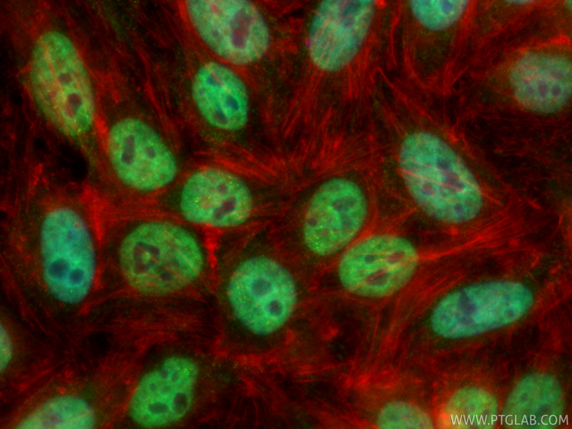 IF Staining of HepG2 using CL488-66549 IF Staining of HepG2 using CL488-66549