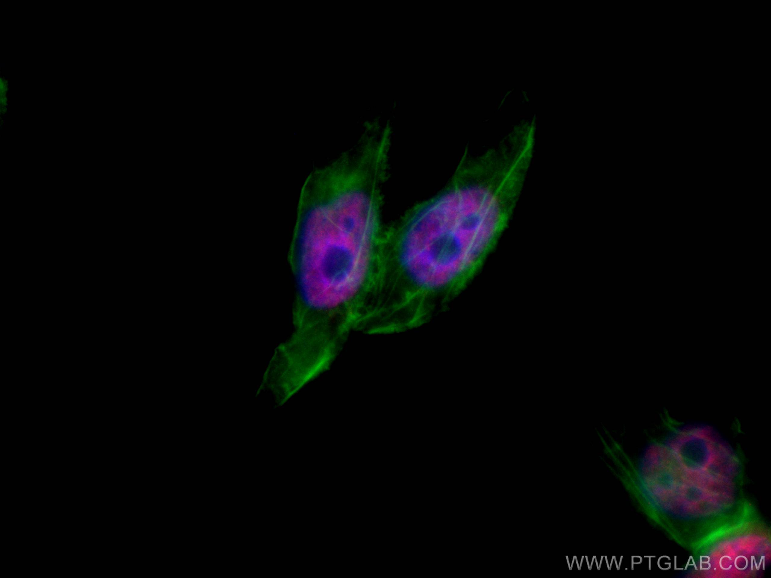 IF Staining of L02 using CL594-66549