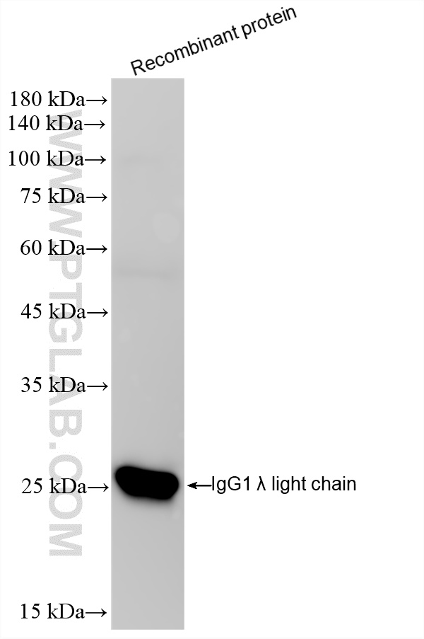 WB analysis of Recombinant protein using 87680-2-RR WB analysis of Recombinant protein using 87680-2-RR