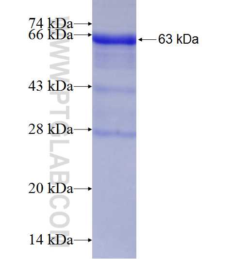 Human IgA fusion protein Ag2007 SDS-PAGE