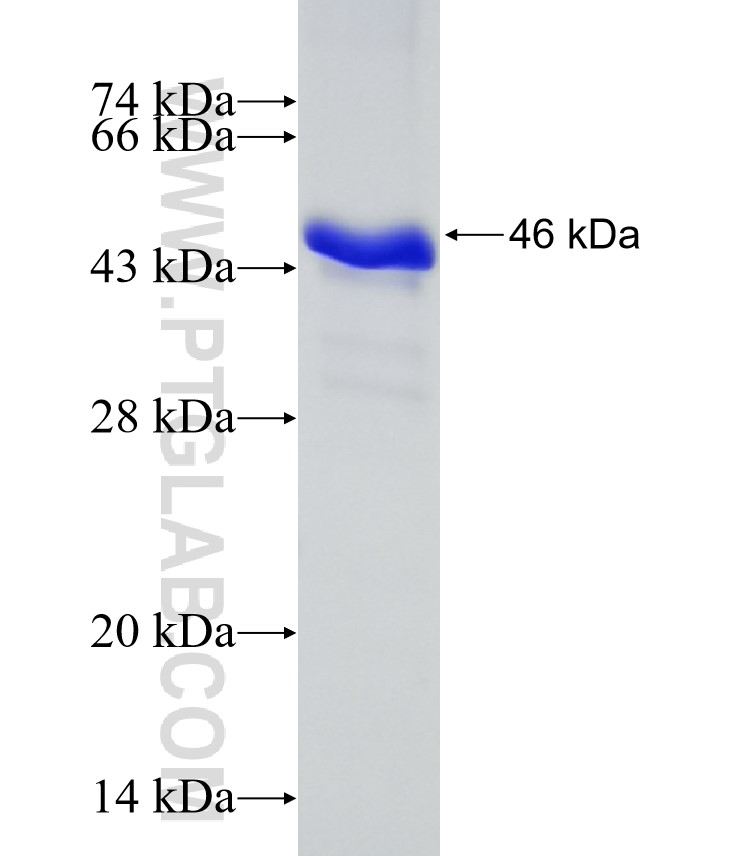 IgA fusion protein Ag7417 SDS-PAGE