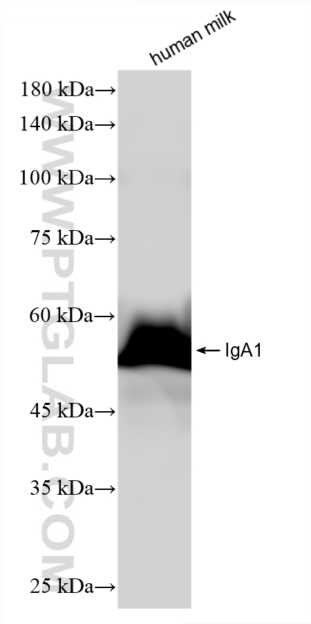 WB analysis of human milk using 87606-3-RR WB analysis of human milk using 87606-3-RR