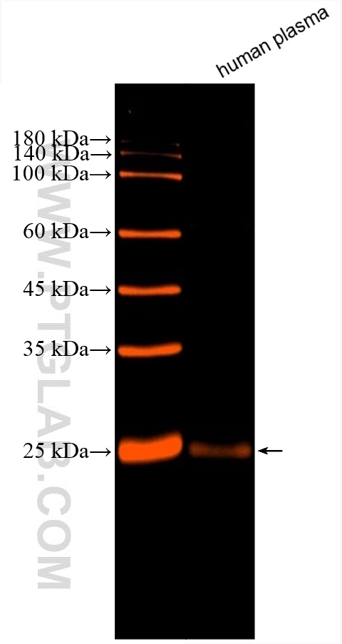 WB analysis using CL647-67761