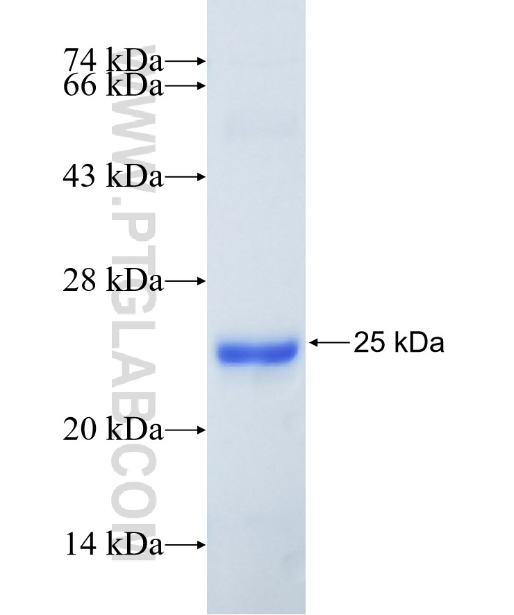 Huntingtin fusion protein Ag25922 SDS-PAGE