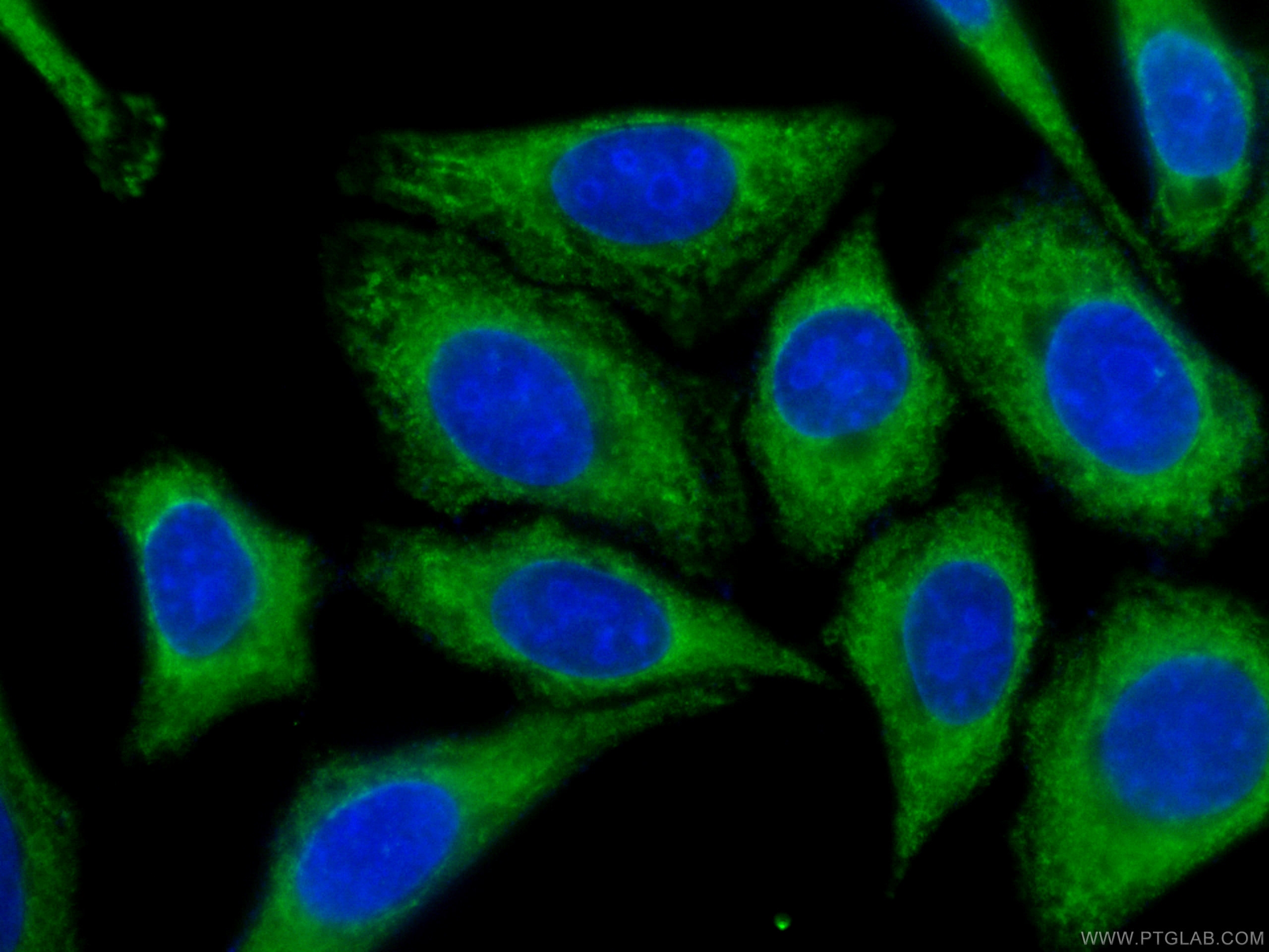 IF Staining of HepG2 using CL488-66045