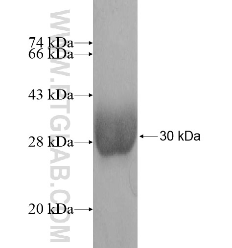 IAH1 fusion protein Ag12089 SDS-PAGE