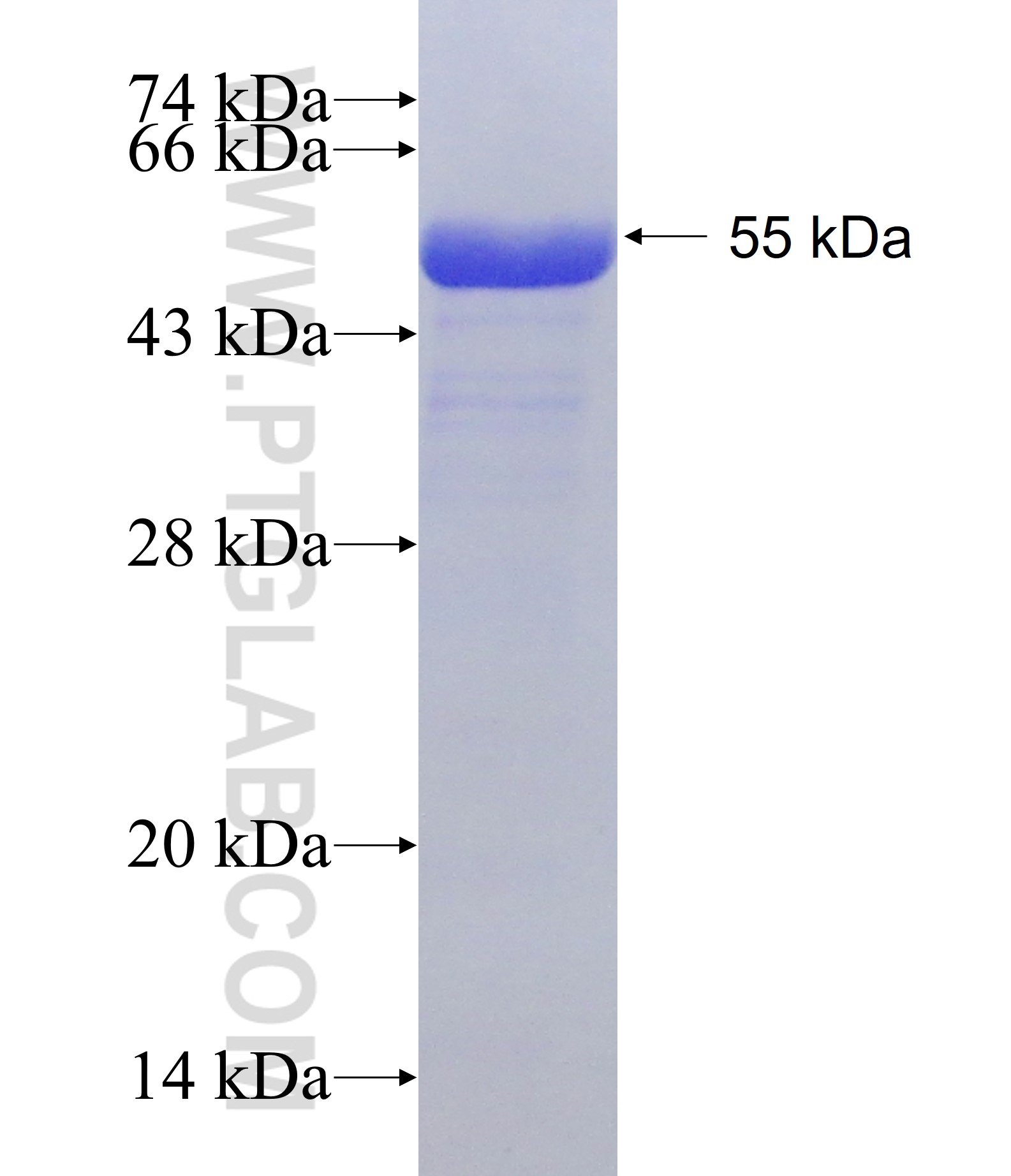 IARS fusion protein Ag25686 SDS-PAGE