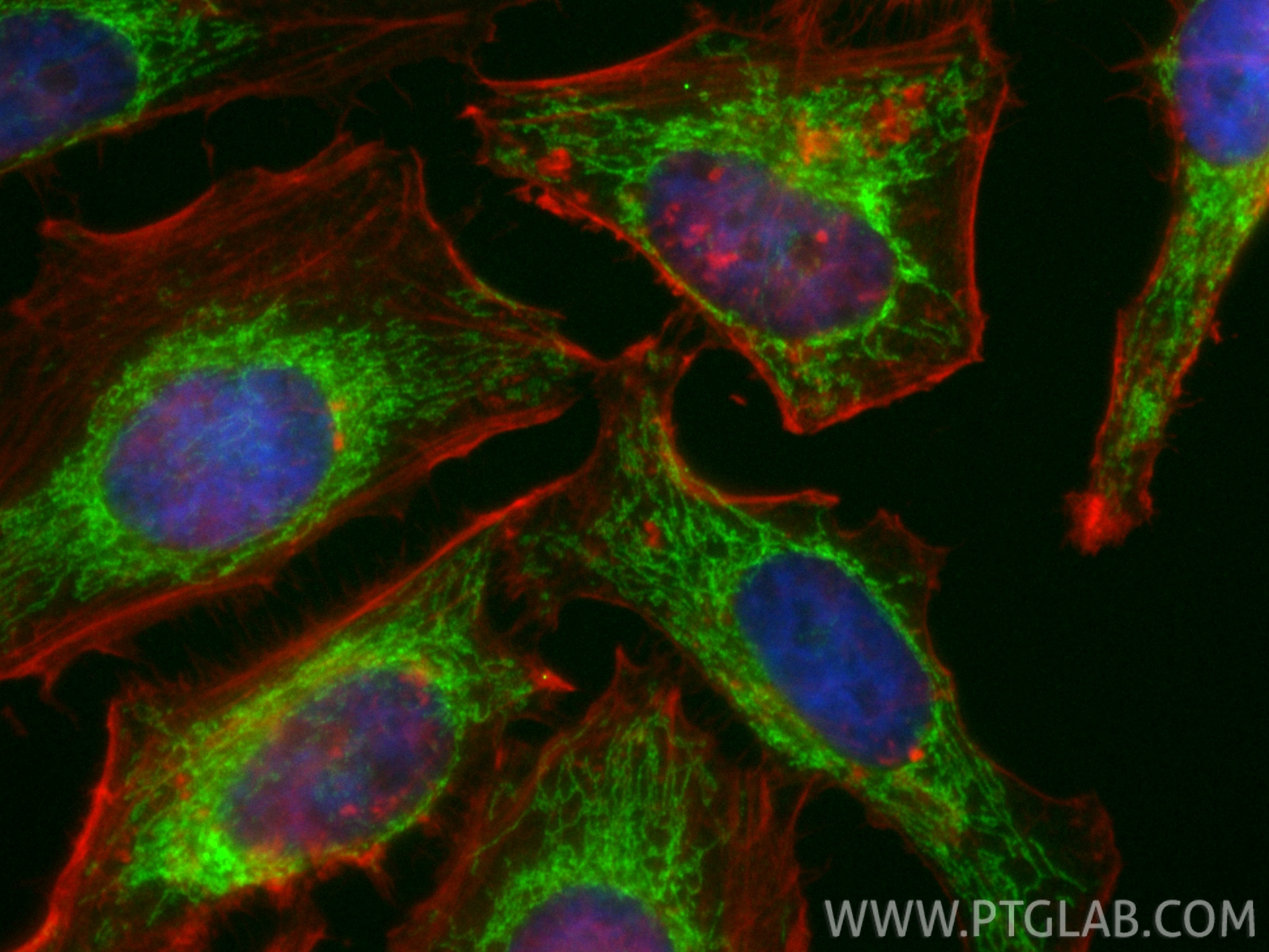Immunofluorescent analysis of (4% PFA) fixed HeLa cells using CoraLite® Plus 488 IARS2 antibody (CL488-84764-5, Clone: 242219G4 ) at dilution of 1:200, CL594-phalloidin (red). IF Staining of HeLa using CL488-84764-5