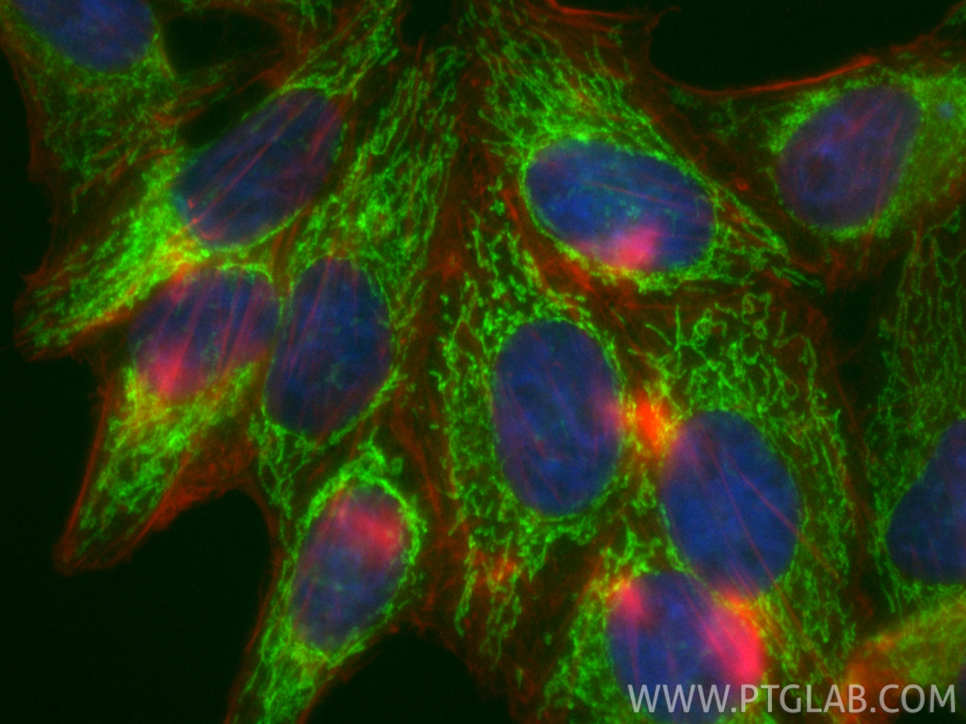 Immunofluorescent analysis of (4% PFA) fixed HepG2 cells using CoraLite® Plus 488 IARS2 antibody (CL488-84764-5, Clone: 242219G4 ) at dilution of 1:200, CL594-phalloidin (red). IF Staining of HepG2 using CL488-84764-5